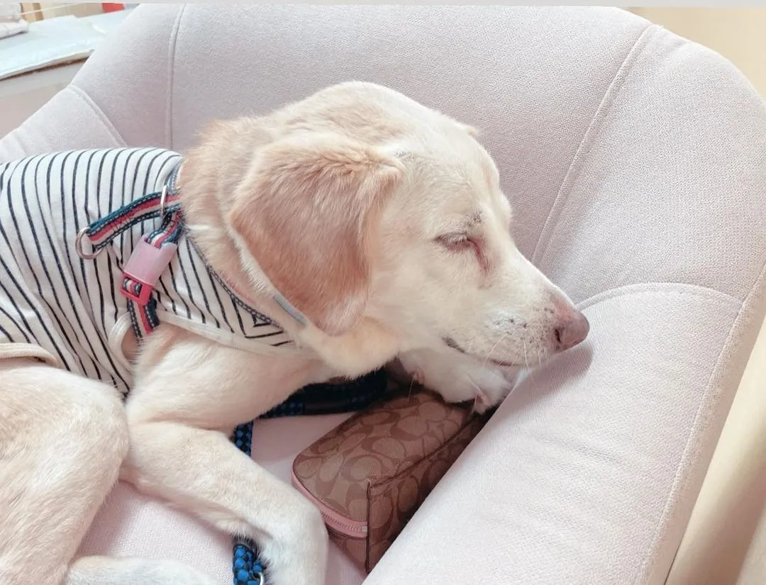 店内犬:コウちゃん