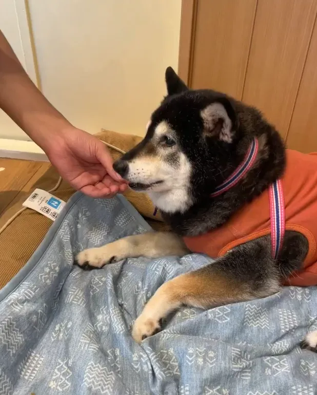 店内犬:モカちゃん