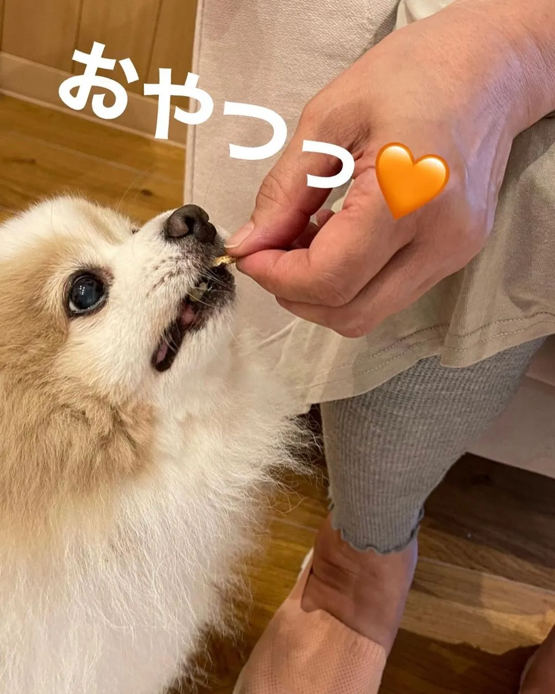 店内犬:ポメ吉くん